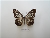 藏品(絹斑蝶)的圖片